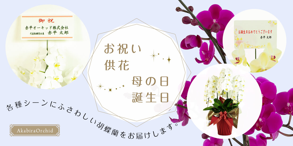 お祝い 供花 母の日 誕生日 各種シーンにふさわしい胡蝶蘭をお届けします。