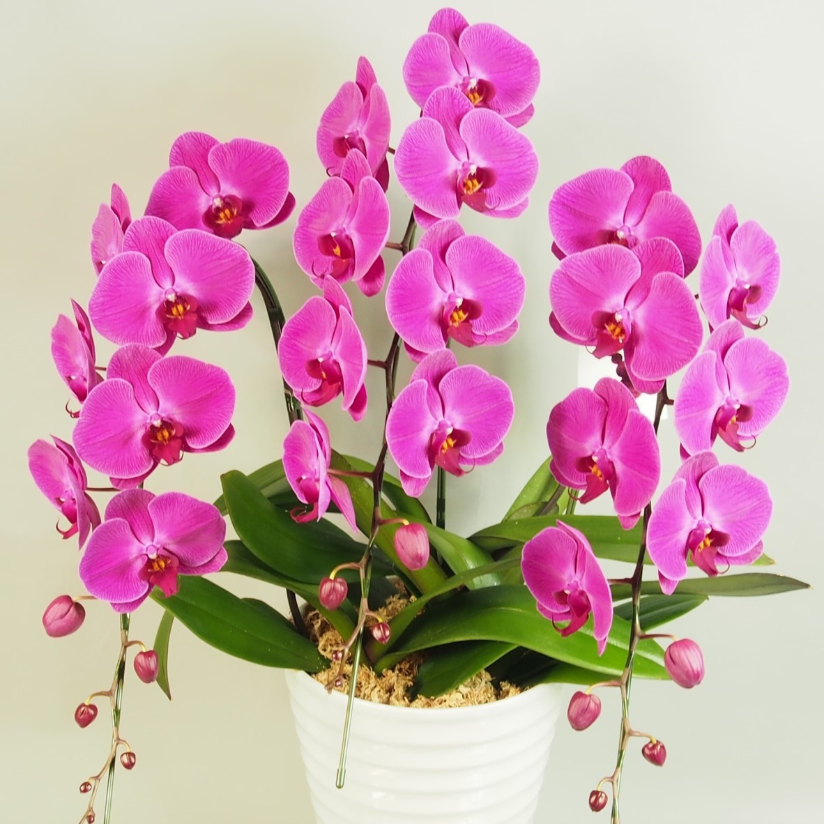 胡蝶蘭 大輪 ピンク ３本立て30輪以上 濃いピンク品種