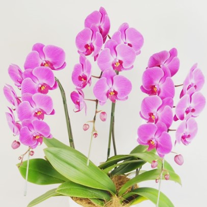 胡蝶蘭 大輪 ピンク ３本立て27輪以上　濃いピンク品種