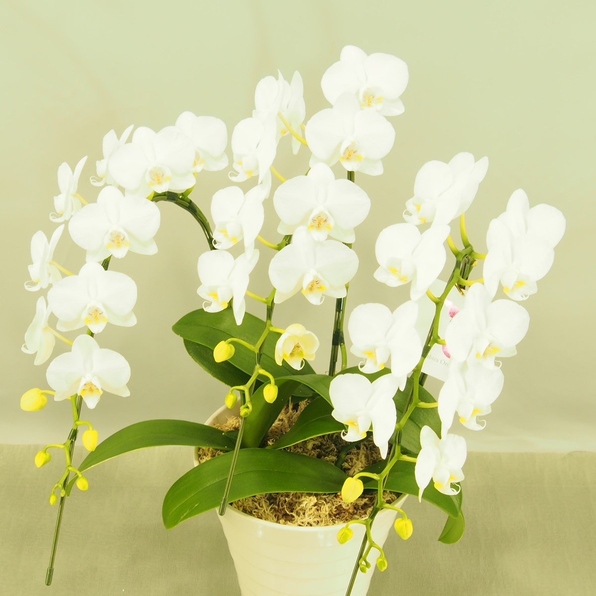 胡蝶蘭 ミニミディ 白 ３本立て アマビリス