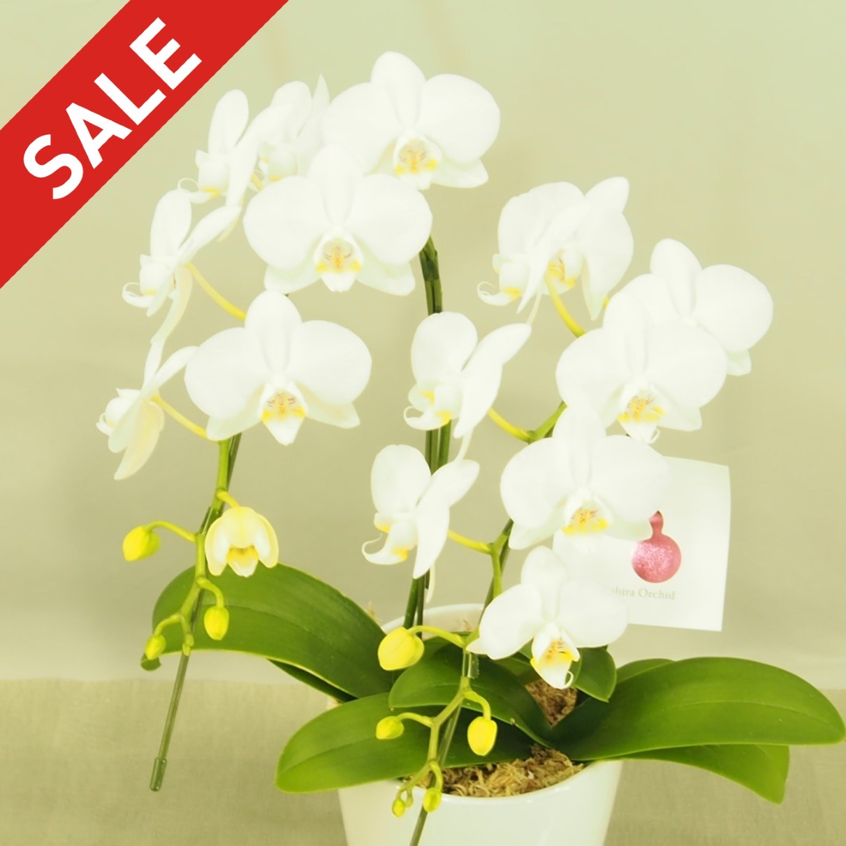 ☆★ 期間限定 特別価格 ★☆胡蝶蘭 ミニミディ 白 ２本立て アマビリス