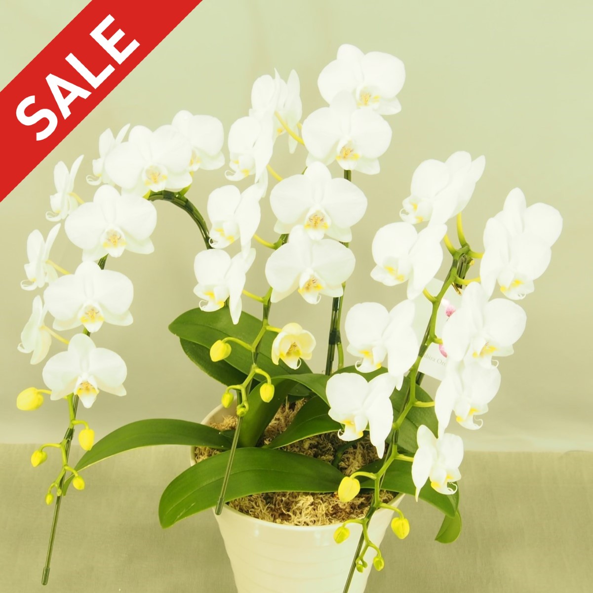 ☆★ 期間限定 特別価格 ★☆胡蝶蘭 ミニミディ 白 ３本立て アマビリス