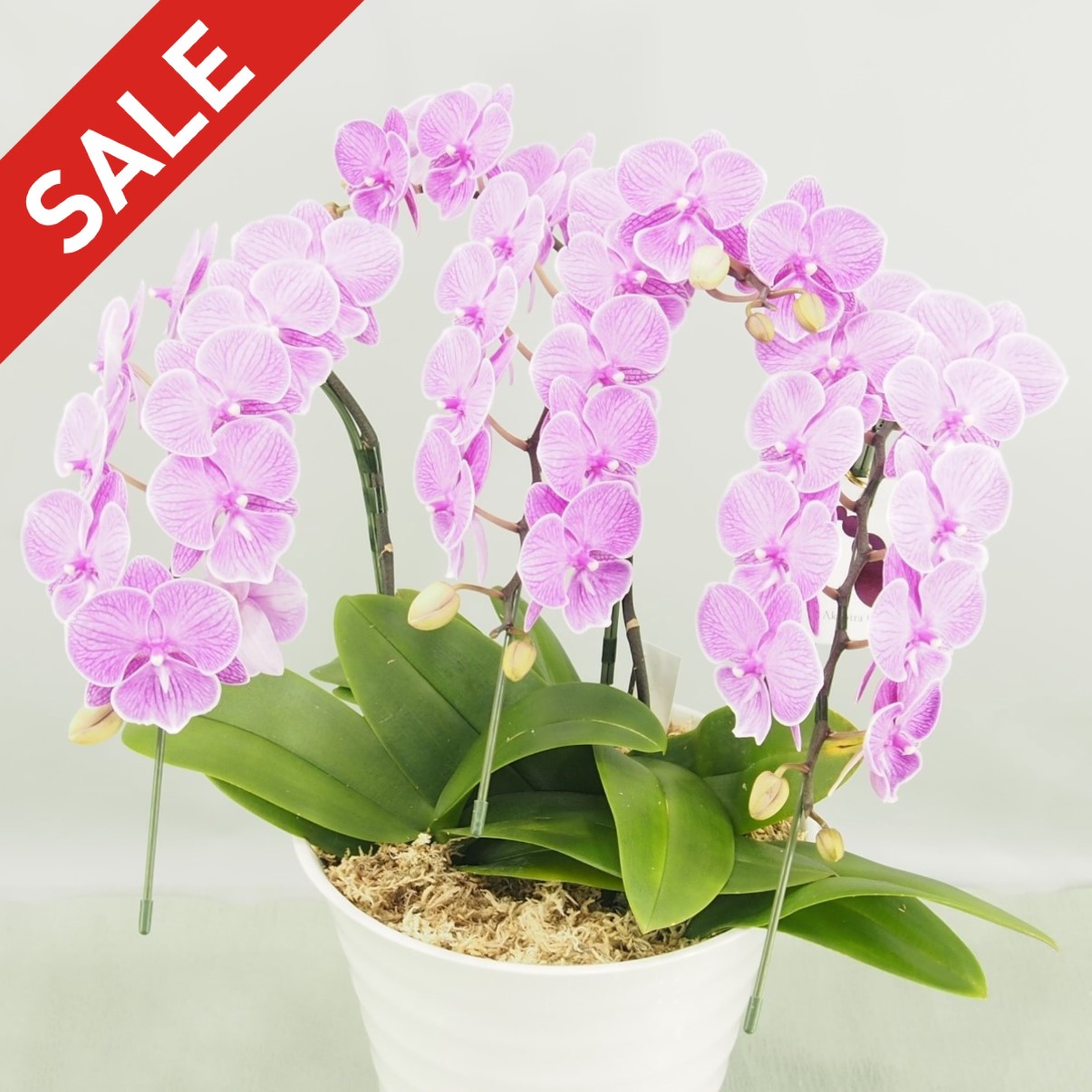 ☆★ 期間限定 特別価格 ★☆胡蝶蘭 ミディ ピンク ３本立て チャンピオン パルマー