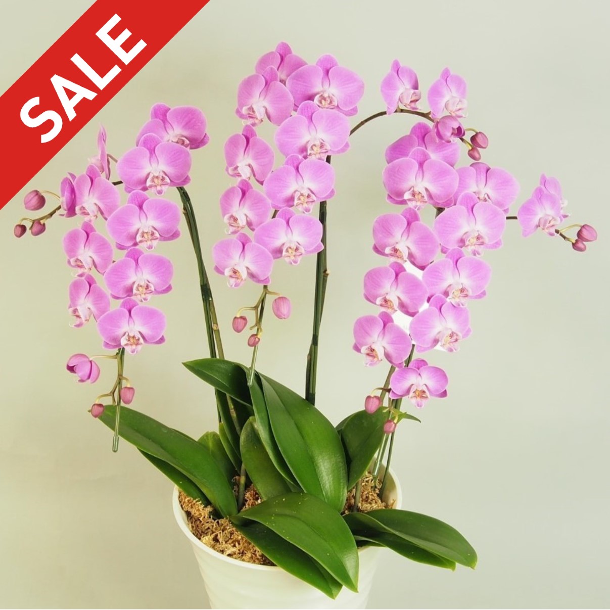 ☆★ 期間限定 特別価格 ★☆胡蝶蘭 ミディ ピンク ３本立て キョウ ピンク サクラ