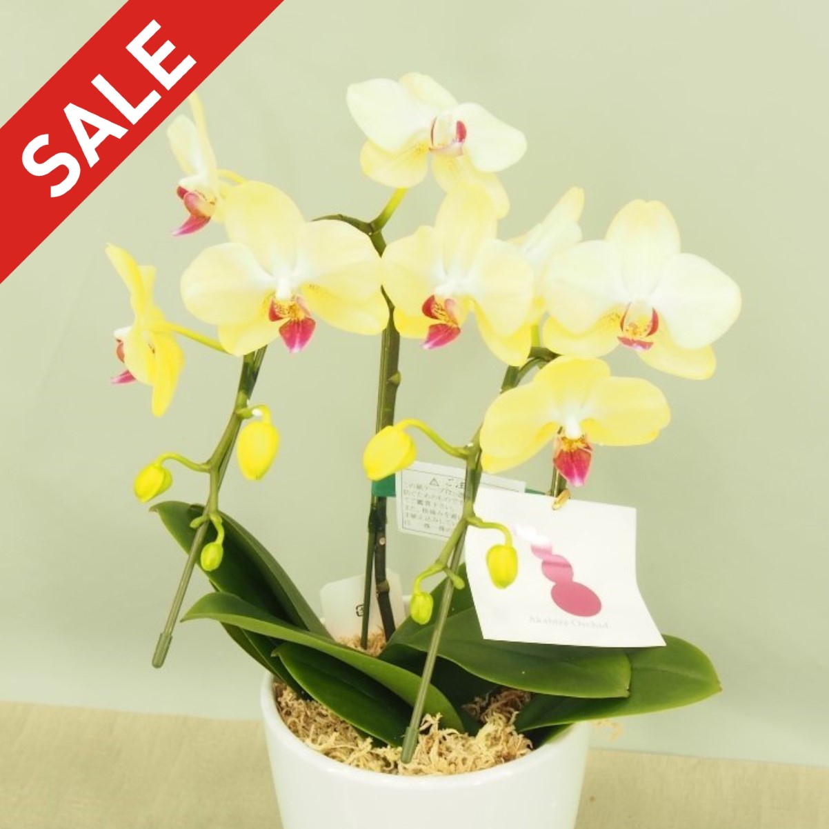 ☆★ 期間限定 特別価格 ★☆胡蝶蘭 ミニ 黄色  ２本立て ザルツマン