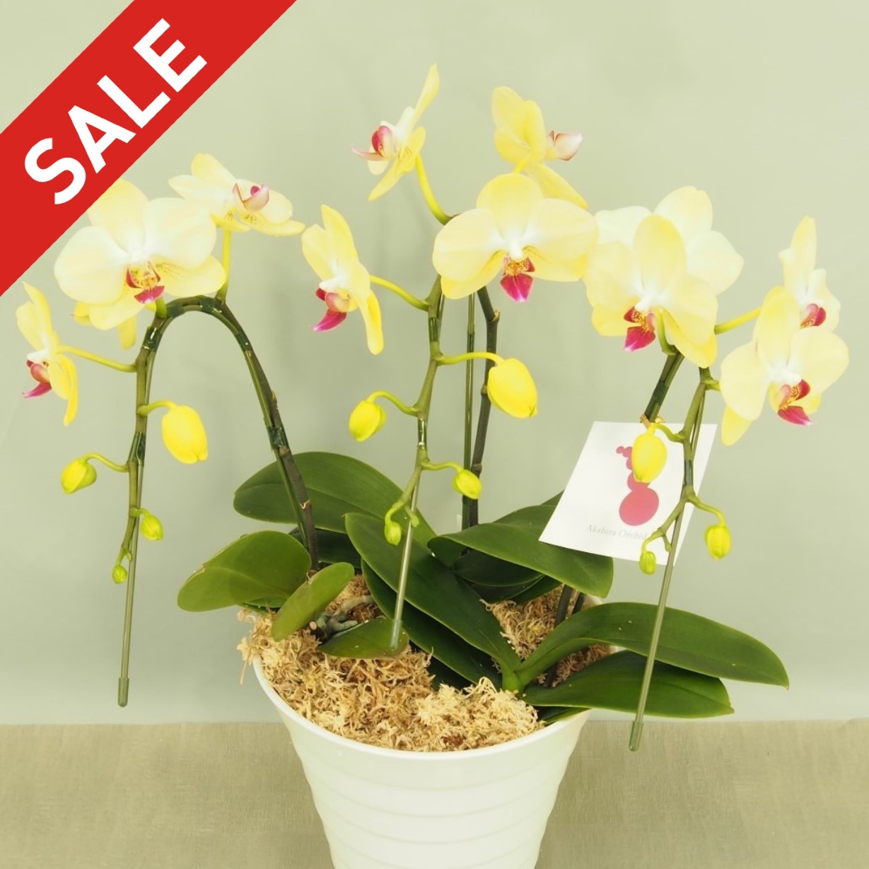 ☆★ 期間限定 特別価格 ★☆胡蝶蘭 ミニ 黄色  ３本立て ザルツマン