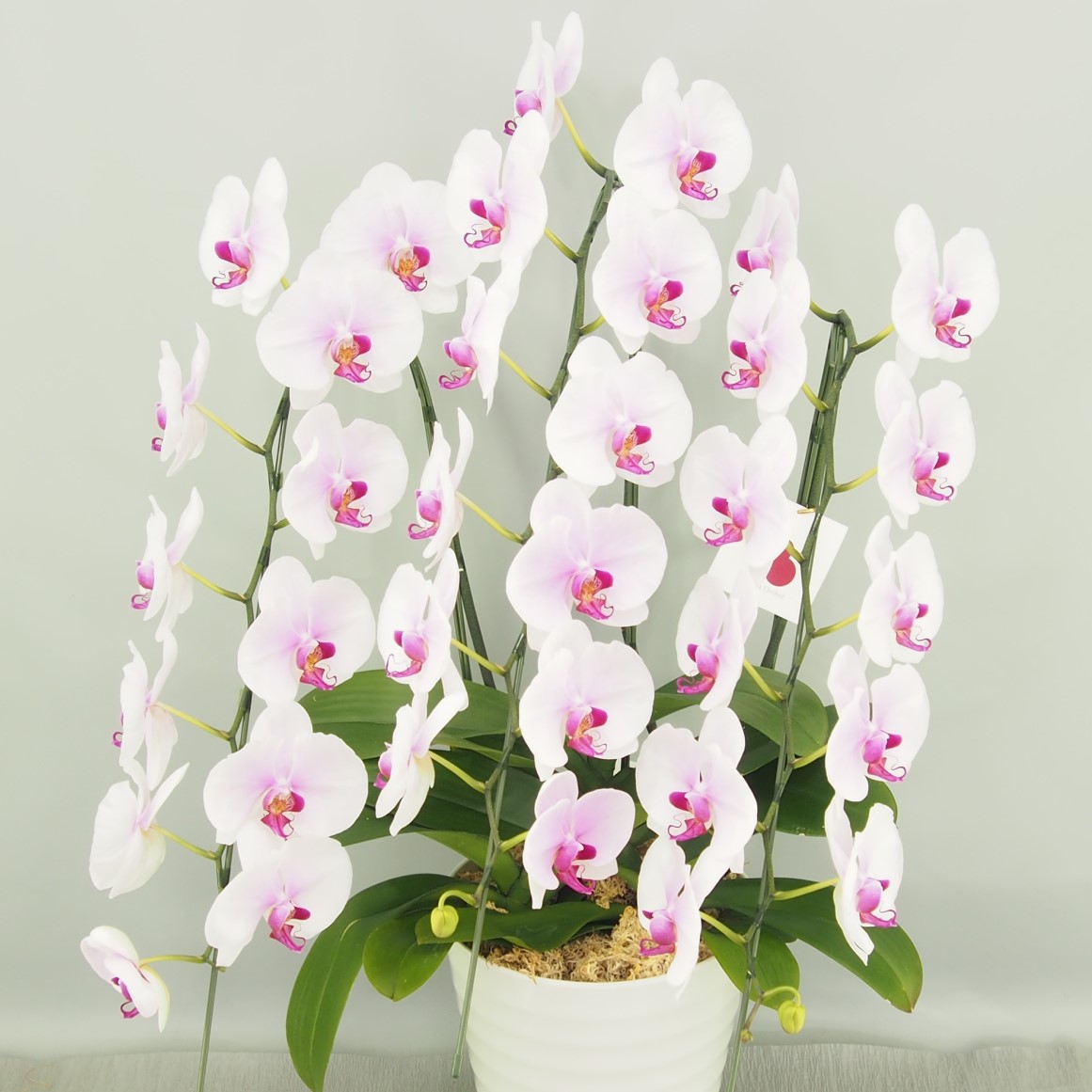 【残りわずか】胡蝶蘭 大輪 白赤 ３本立て36輪以上  白赤品種