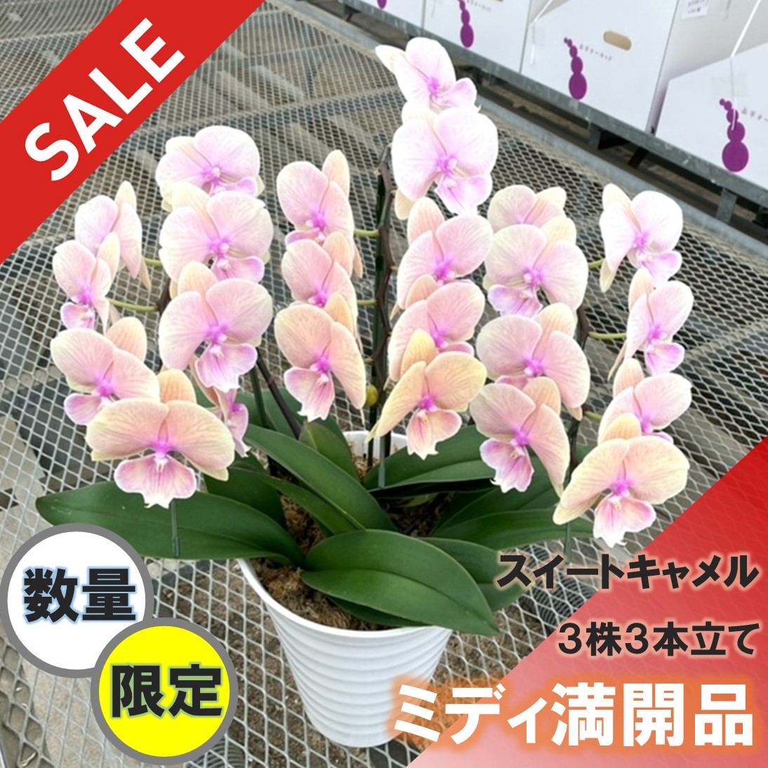 ●〇満開お買い得品〇●　期間限定3/8まで　胡蝶蘭 ミディ 黄色 ３株３本立て  スイート キャメル