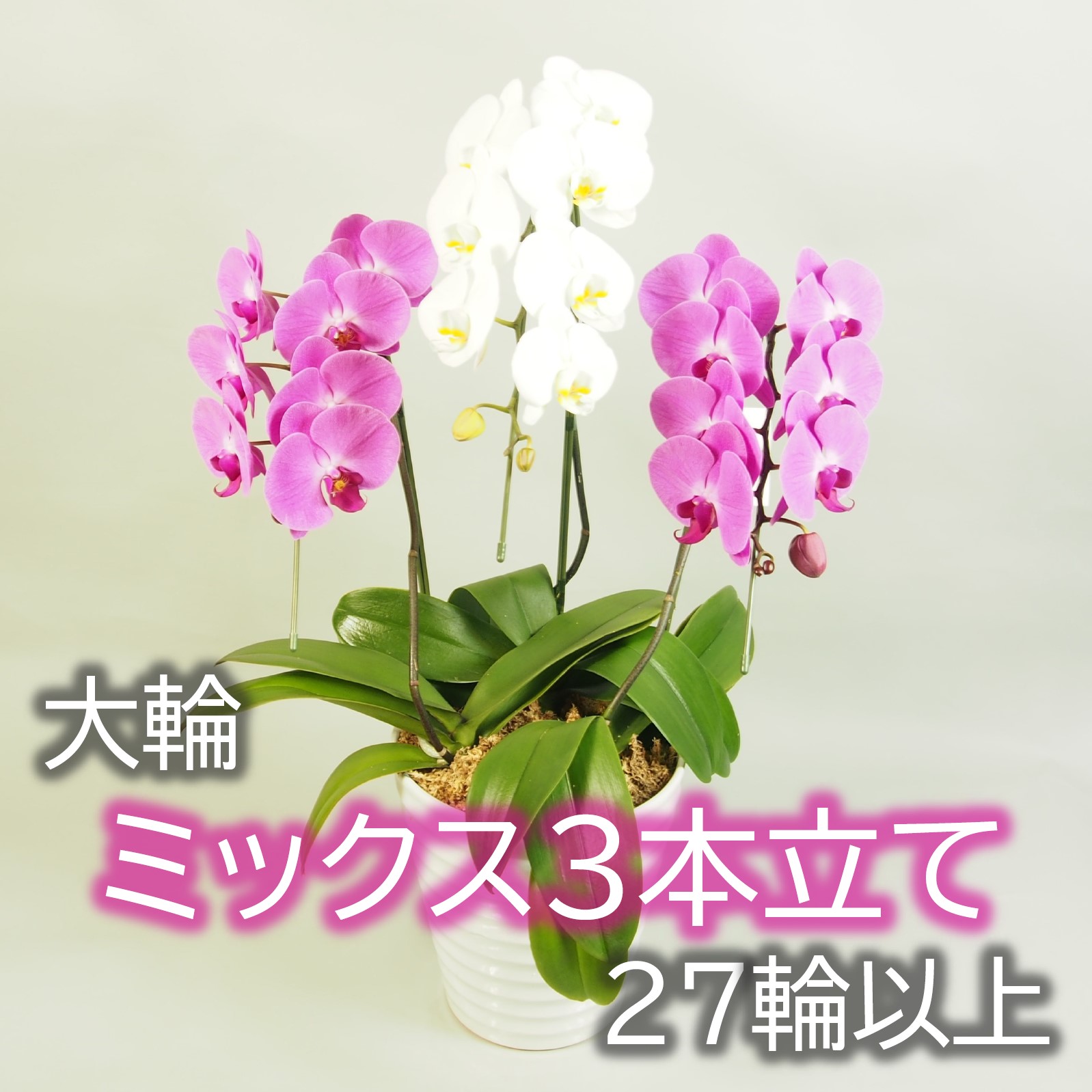 胡蝶蘭 大輪 ミックス 色おまかせ ３本立て27輪以上