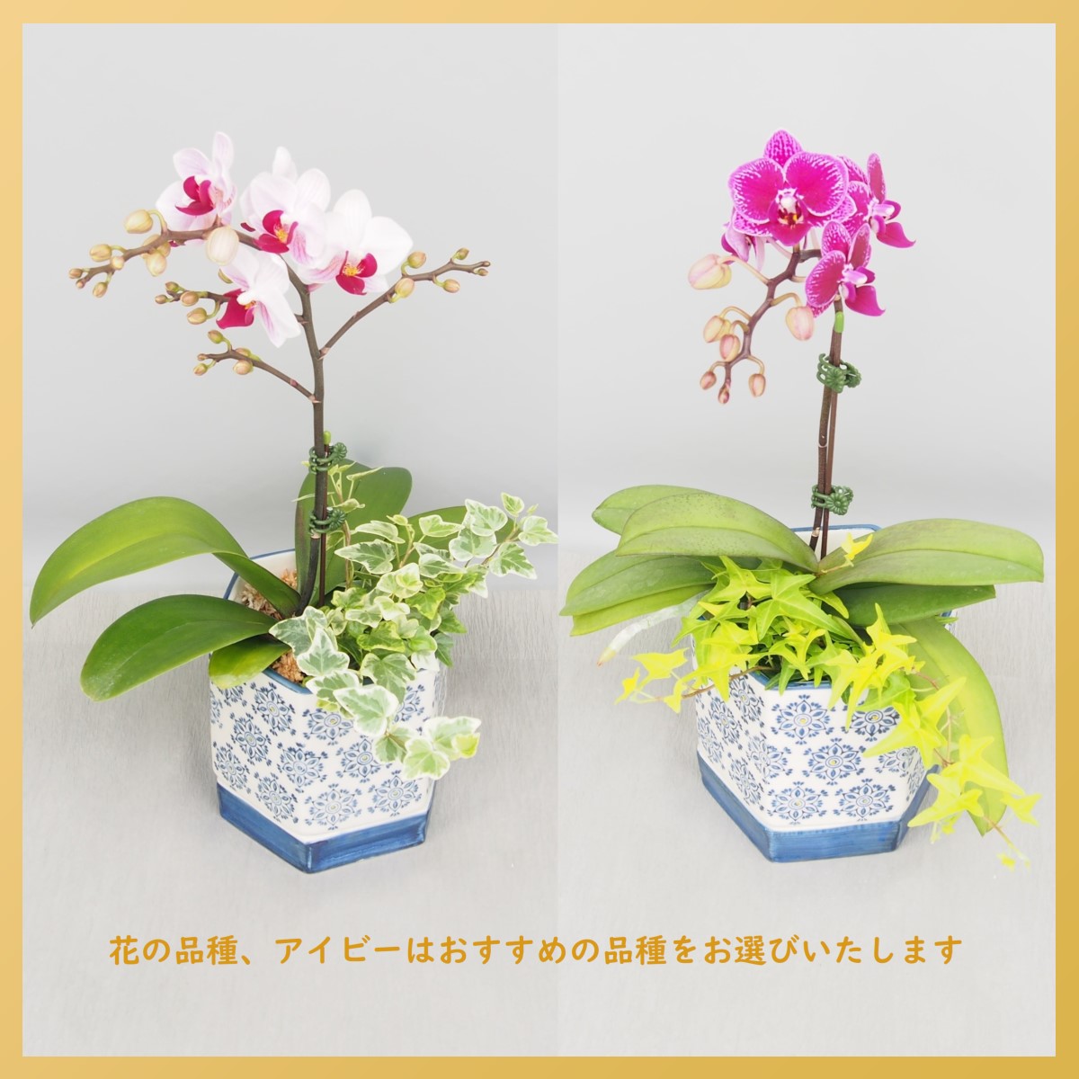 胡蝶蘭 ミニ 和風陶器鉢 アイビー付 | 赤平オーキッド オンラインショップ