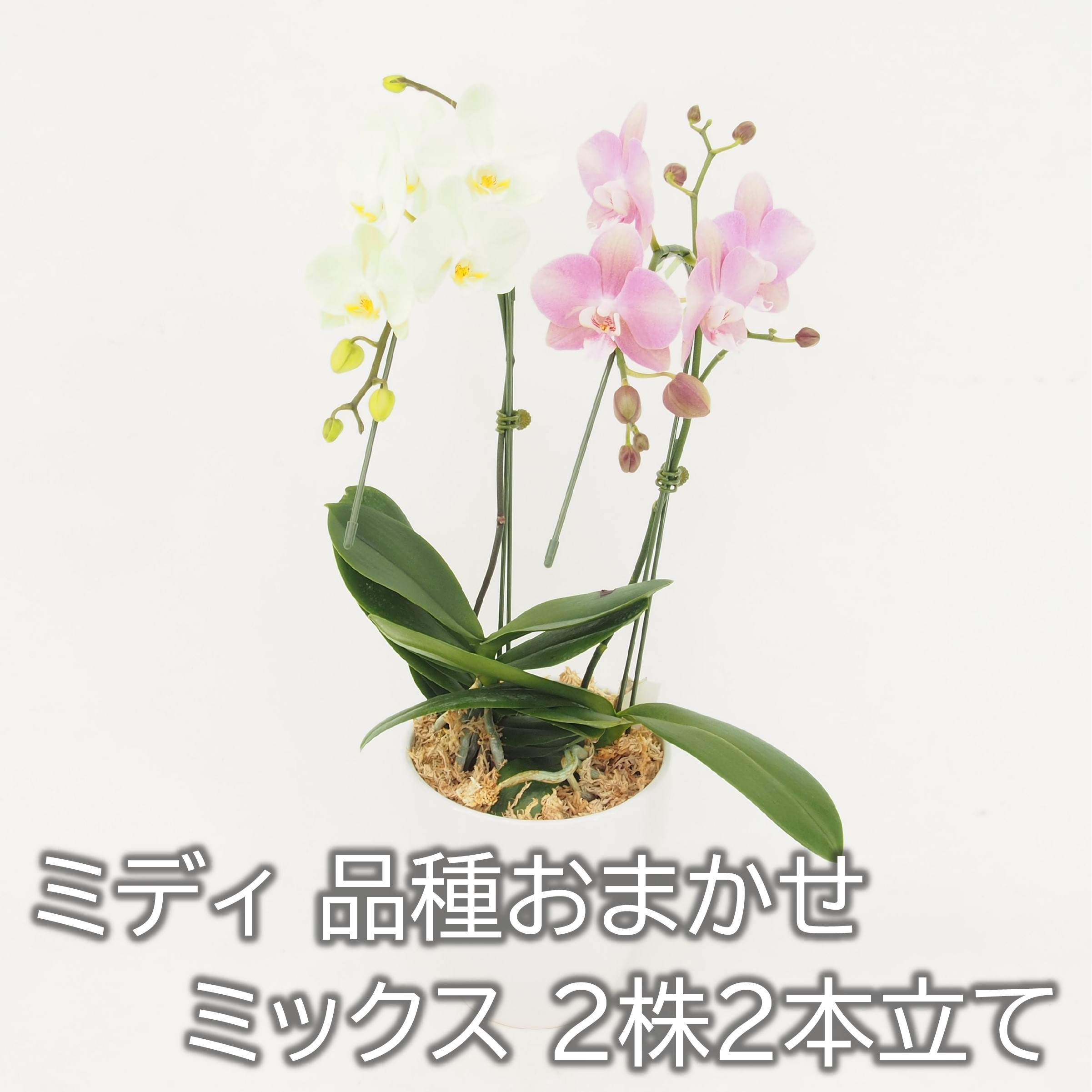 胡蝶蘭 ミディ 品種おまかせ ミックス２株２本立て